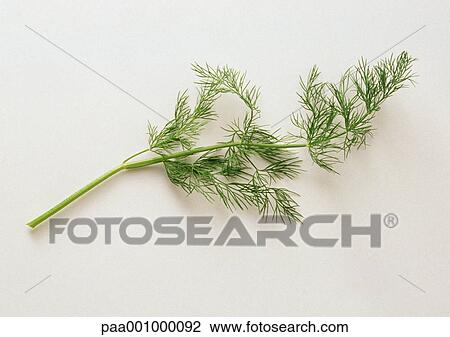 Dill View Large Photo Image Stock Image - Dill. Fotosearch