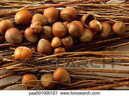 Stock Photo - dried, hazelnut, hazelnuts, delicatessen, product, produce, foodstuff. Fotosearch