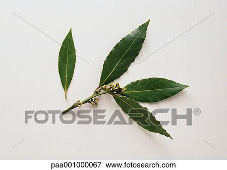 Fresh bay leaves on stem View Large Photo Image Stock Photo - Fresh bay leaves on stem. Fotosearch