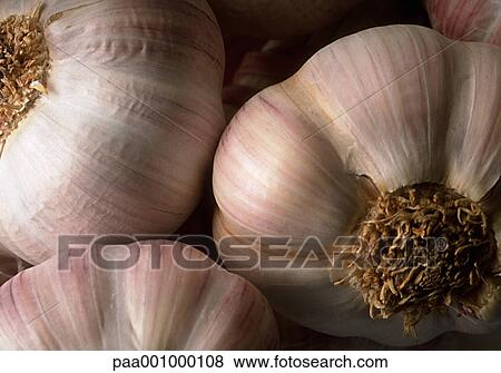 Stock Photo - garlic, vegetable, vegetables, white, delicatessen, product, produce. Fotosearch