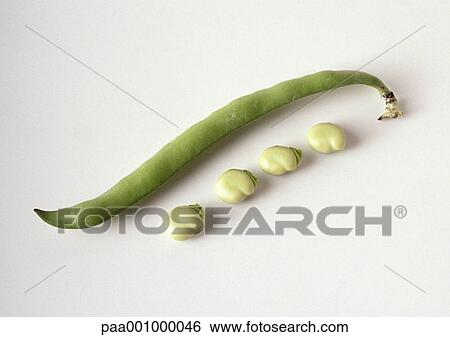 Green bean, close-up View Large Photo Image Stock Photograph - Green bean, close-up. Fotosearch