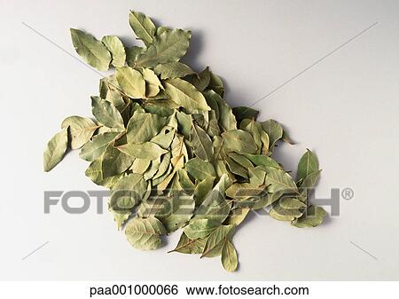 Heap of dry bay leaves View Large Photo Image Stock Photograph - Heap of dry bay leaves. Fotosearch