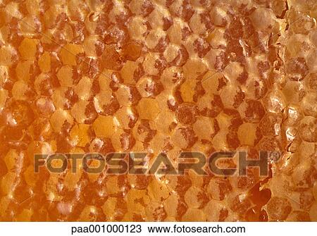 honeycomb, orange, delicatessen, product, produce, foodstuff, foodstuffs View Large Photo Image Stock Image - honeycomb, orange, delicatessen, product, produce, foodstuff, foodstuffs. Fotosearch