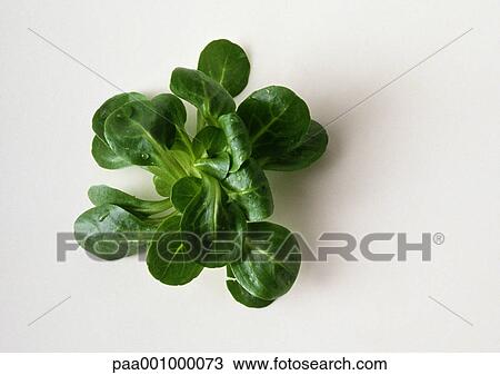 Lamb's lettuce View Large Photo Image Stock Image - Lamb's lettuce. Fotosearch