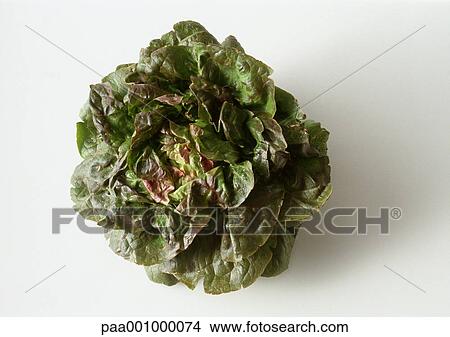 Leaf lettuce View Large Photo Image Picture - Leaf lettuce. Fotosearch