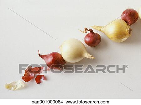 Onions in diagonal line View Large Photo Image Picture - Onions in diagonal line. Fotosearch