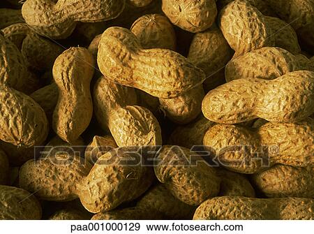 peanut, peanuts, groundnut, delicatessen, product, produce, foodstuff View Large Photo Image Stock Photo - peanut, peanuts, groundnut, delicatessen, product, produce, foodstuff. Fotosearch