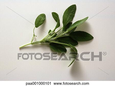 Sage View Large Photo Image Stock Image - Sage. Fotosearch