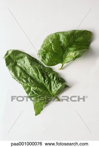 Stock Photograph - Spinach leaves. Fotosearch