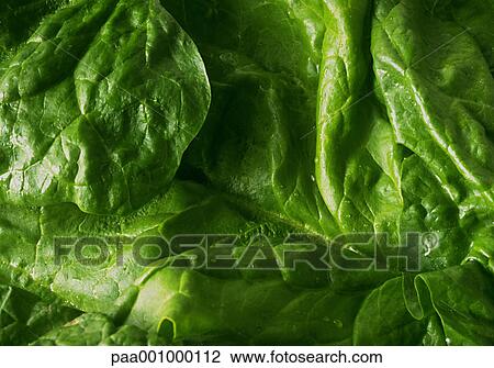 spinash, vegetable, vegetables, green, delicatessen, product, produce View Large Photo Image Stock Image - spinash, vegetable, vegetables, green, delicatessen, product, produce. Fotosearch