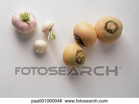 Turnips and rutabagas View Large Photo Image Stock Photo - Turnips and rutabagas. Fotosearch