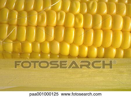 vegetable, vegetables, corn, yellow, delicatessen, product, produce View Large Photo Image Stock Photography - vegetable, vegetables, corn, yellow, delicatessen, product, produce. Fotosearch