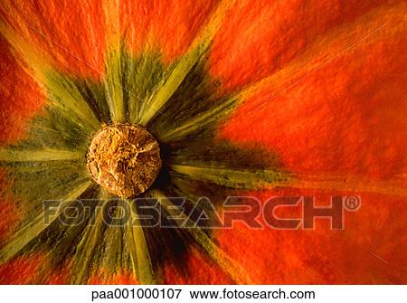 Stock Photo - vegetable, vegetables, pumpkin, pumpkins, green, orange, delicatessen. Fotosearch