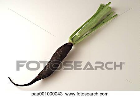 Stock Image - vegetable, vegetables, radish, radishes, green, delicatessen, product. Fotosearch