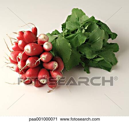 Stock Image - vegetable, vegetables, radish, radishes, green, pink, delicatessen. Fotosearch