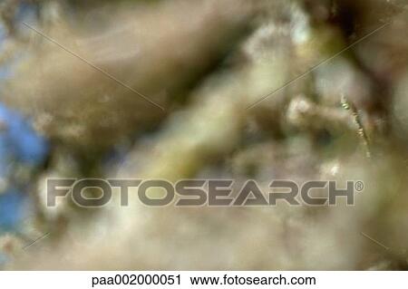 material, materials, texture, textures, blurred, background, backgrounds View Large Photo Image Stock Image - material, materials, texture, textures, blurred, background, backgrounds. Fotosearch