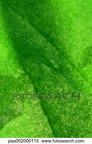 material, materials, texture, textures, background, backgrounds, green View Large Photo Image Stock Photography - material, materials, texture, textures, background, backgrounds, green. Fotosearch