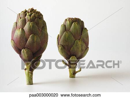 Artichokes against white background View Large Photo Image Stock Image - Artichokes against white background. Fotosearch
