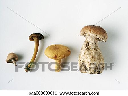 Stock Photography - Assortment of mushrooms. Fotosearch