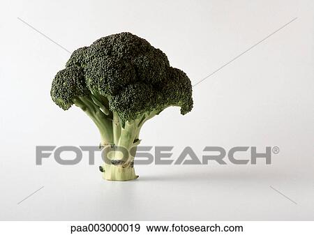 Stock Photo - Broccoli. Fotosearch