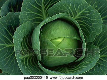 cabbage, vegetable, vegetables, green, delicatessen, product, produce View Large Photo Image Stock Photography - cabbage, vegetable, vegetables, green, delicatessen, product, produce. Fotosearch