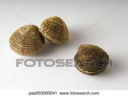Stock Image - Clams. Fotosearch