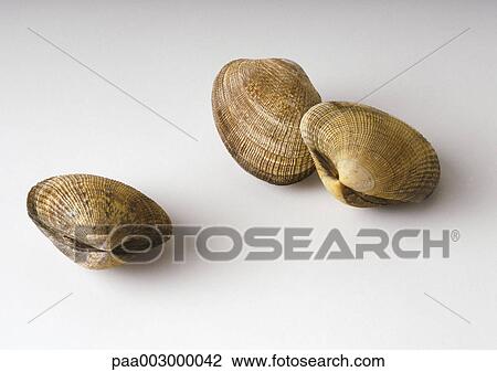 Stock Image - Clams. Fotosearch