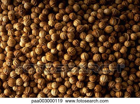 coriander, spice, spices, product, produce, foodstuff, foodstuffs View Large Photo Image Stock Photo - coriander, spice, spices, product, produce, foodstuff, foodstuffs. Fotosearch