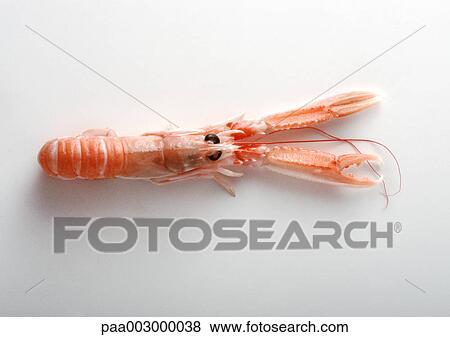 Stock Photo - Crawfish, high angle view. Fotosearch