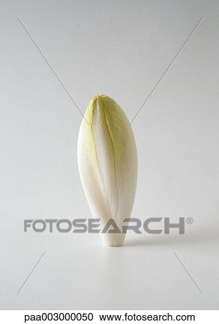 Endive View Large Photo Image Stock Image - Endive. Fotosearch