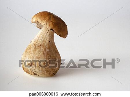 Stock Photograph - Fresh cep mushroom, close-up. Fotosearch