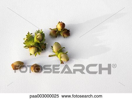 Fresh hazelnuts against white background View Large Photo Image Stock Photography - Fresh hazelnuts against white background. Fotosearch