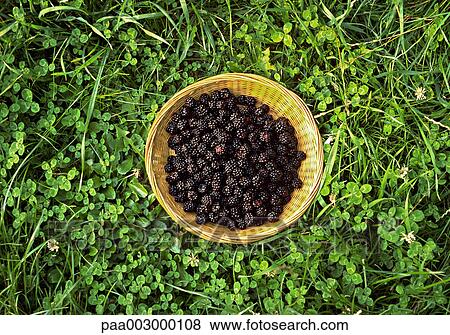 fruit, fruits, blackberry, blackberries, delicatessen, product, produce View Large Photo Image Stock Photo - fruit, fruits, blackberry, blackberries, delicatessen, product, produce. Fotosearch