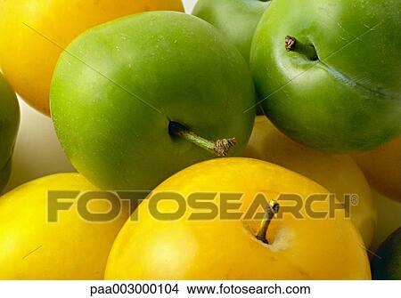 Picture - fruit, fruits, plum, plums, green, yellow, stalk. Fotosearch