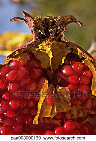Stock Photo - fruit, fruits, pomegranate, pomegranates, red, delicatessen, product. Fotosearch