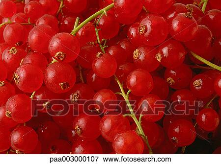 fruit, fruits, redcurrant, redcurrants, red, delicatessen, product View Large Photo Image Stock Photo - fruit, fruits, redcurrant, redcurrants, red, delicatessen, product. Fotosearch