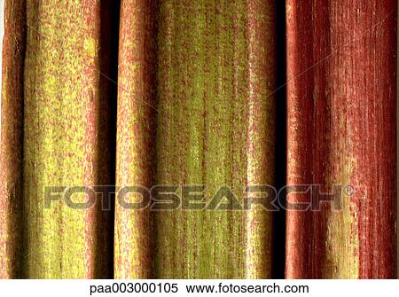 fruit, fruits, rhubarb, delicatessen, product, produce, foodstuff View Large Photo Image Stock Photography - fruit, fruits, rhubarb, delicatessen, product, produce, foodstuff. Fotosearch