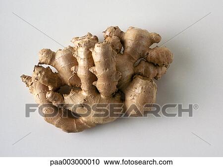Ginger root View Large Photo Image Stock Image - Ginger root. Fotosearch