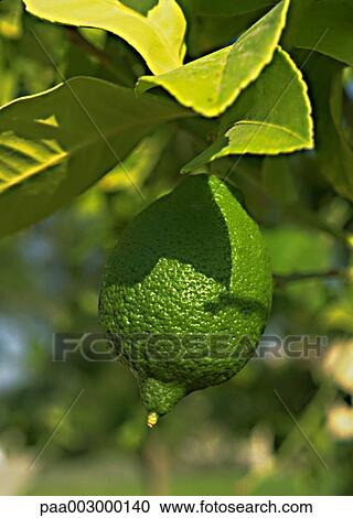 lemon, lemons, fruit, fruits, green, delicatessen, product View Large Photo Image Stock Image - lemon, lemons, fruit, fruits, green, delicatessen, product. Fotosearch