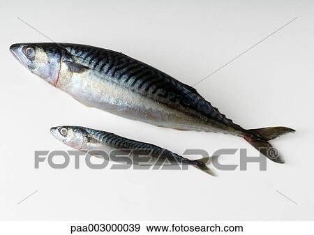 Mackerel View Large Photo Image Stock Photo - Mackerel. Fotosearch