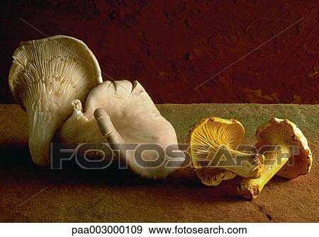 mushroom, mushrooms, vegetable, vegetables, delicatessen, product, produce View Large Photo Image Stock Photo - mushroom, mushrooms, vegetable, vegetables, delicatessen, product, produce. Fotosearch