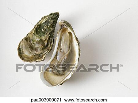 Stock Image - Oyster. Fotosearch