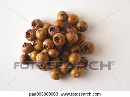 Pile of medlar fruits View Large Photo Image Stock Image - Pile of medlar fruits. Fotosearch