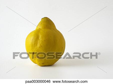 Quince, close-up View Large Photo Image Stock Photograph - Quince, close-up. Fotosearch