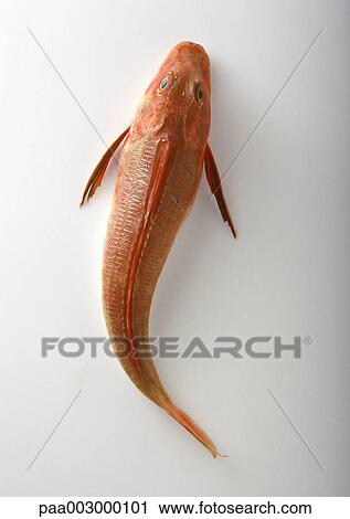 Red mullet on white background, high angle view View Large Photo Image Stock Image - Red mullet on white background, high angle view. Fotosearch