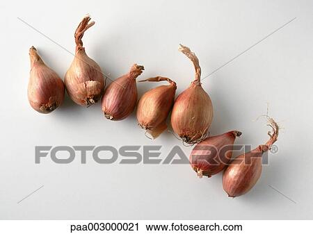 Shallots View Large Photo Image Stock Image - Shallots. Fotosearch