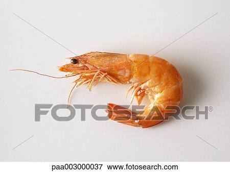 Shrimp, side view, close-up View Large Photo Image Stock Photo - Shrimp, side view, close-up. Fotosearch