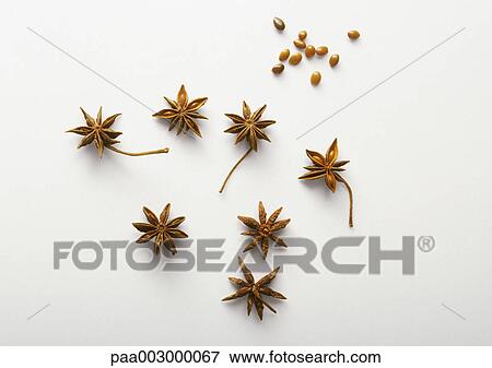 Star anise View Large Photo Image Stock Photo - Star anise. Fotosearch