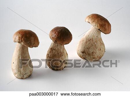 Stock Photo - Three fresh cep mushrooms. Fotosearch