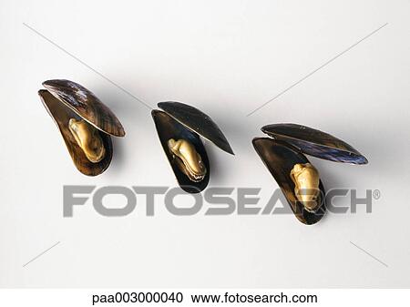 Three mussels lined up against white background, high angle view View Large Photo Image Stock Image - Three mussels lined up against white background, high angle view. Fotosearch